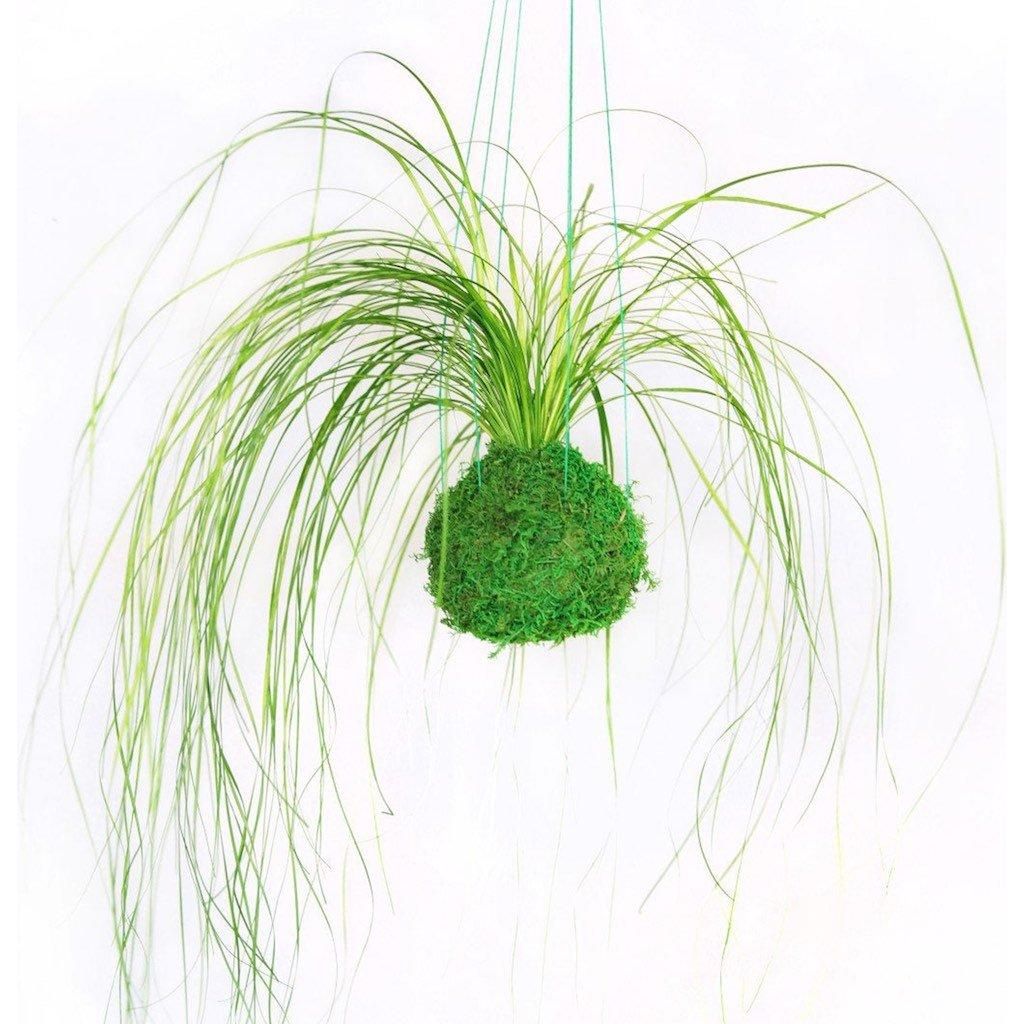 ball hanging plants Kokedama Bear Grass Hanging Moss Ball | ArtisanMoss