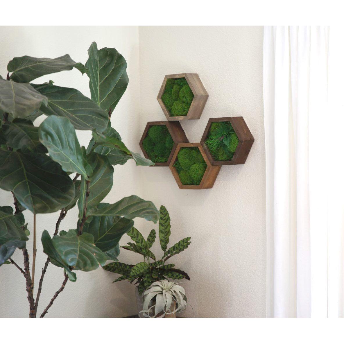 Modular hexagon wall art with preserved moss in wood frames.