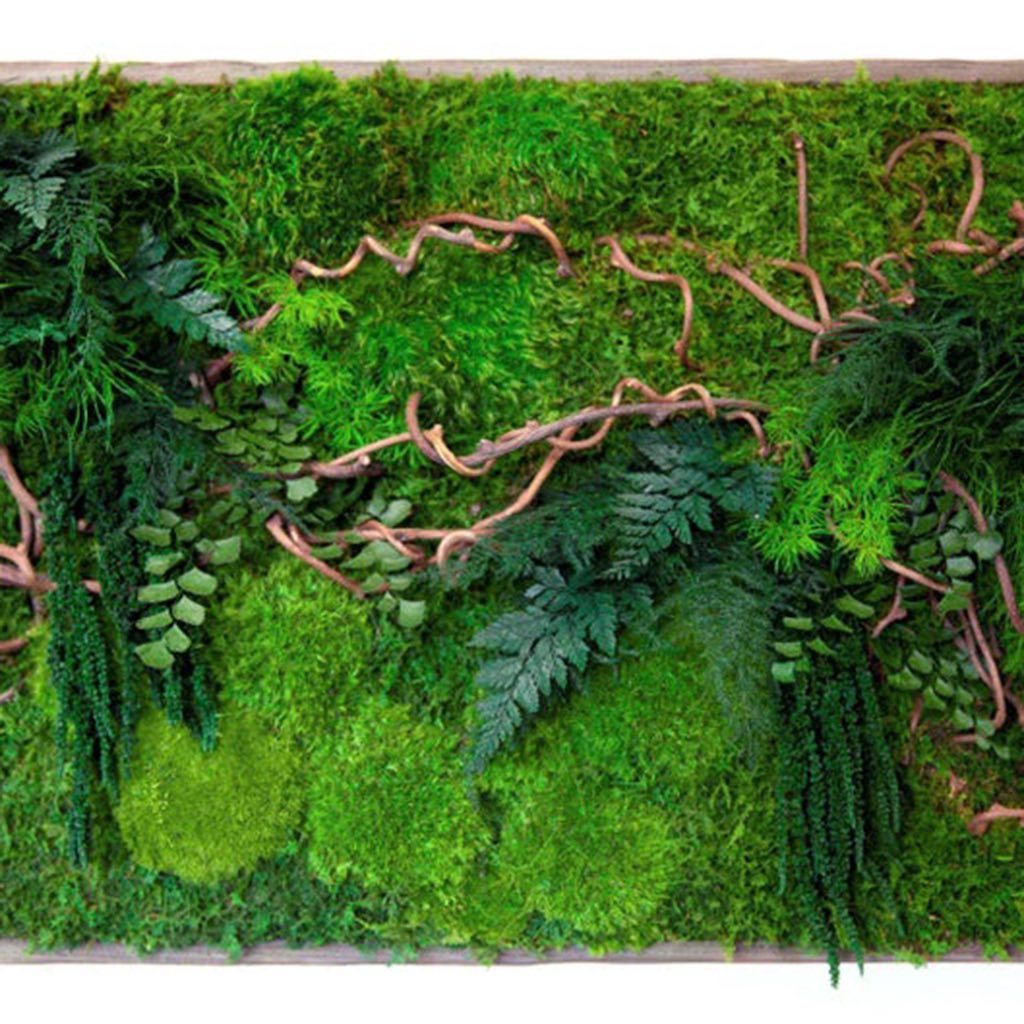 Moss Art with Curly Vine Branch 40in X 18in