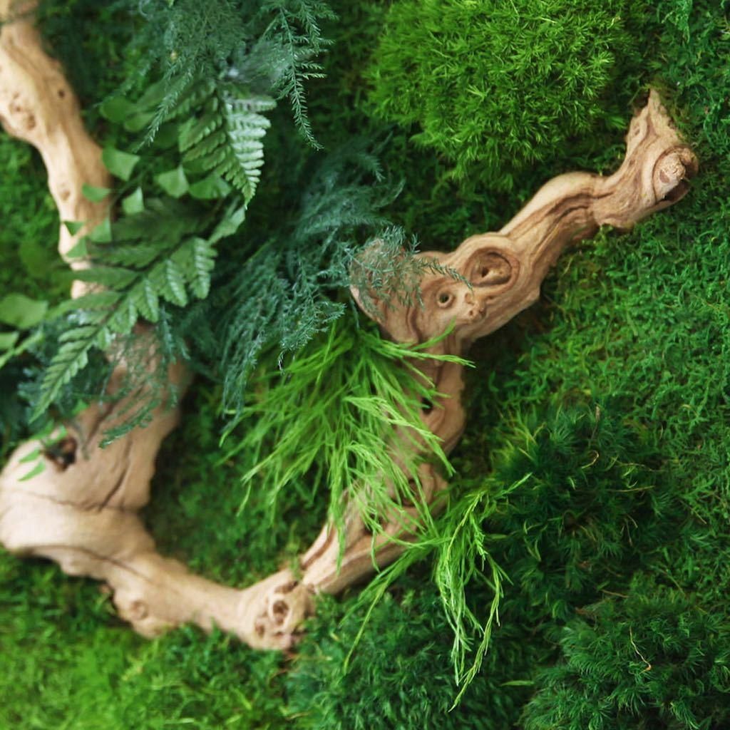 Sandwood Branch 18” x 18” plant painting with rustic grey frame, featuring preserved moss and ferns.