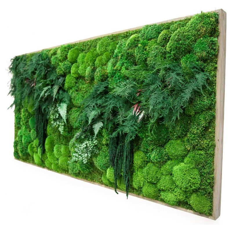 Shop Large Moss Art Artisan Moss Artisan Moss   Moss Wall Art 70 X 36 Moss Fern 2 Db3fae25 9413 4354 9980 E47b92bdba9b 800x 