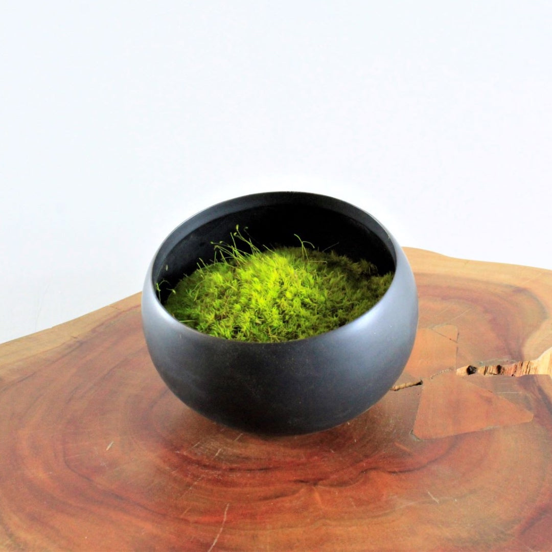 Preserved Moss in Modern Black Asymmetrical Ceramic Bowl