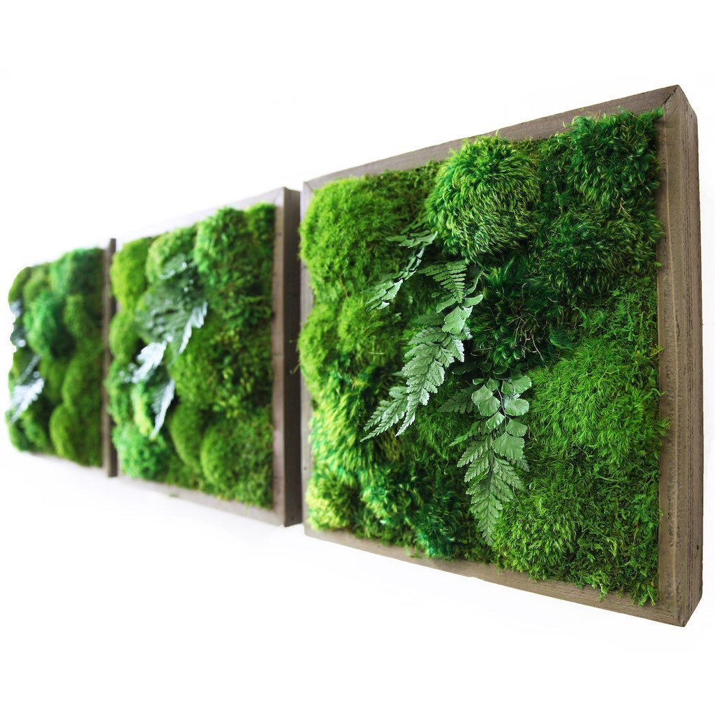 Moss Walls & Moss Panels — Vert Plantworks