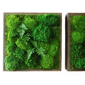 square framed moss art with ferns