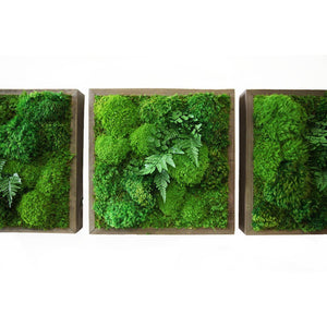 moss art with ferns 14x14